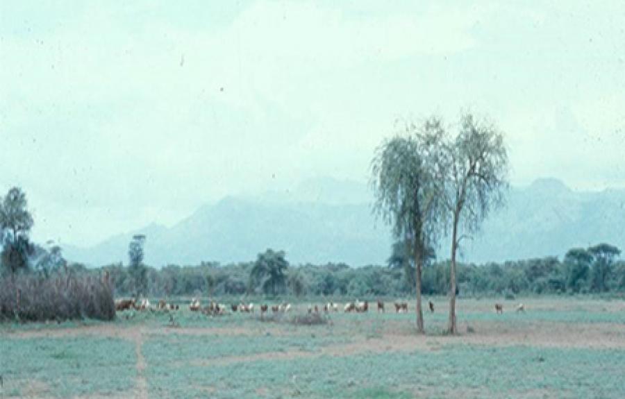 Distant image of livestock in a field with mountains in the background