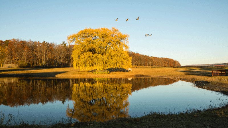 Equine park at golden hour, birds flying over water