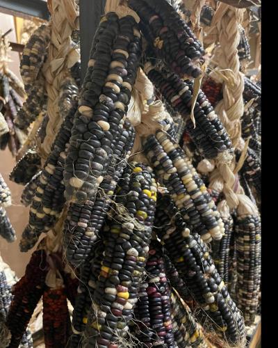 Blue corn