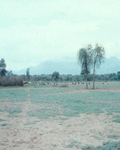 Distant image of livestock in a field with mountains in the background